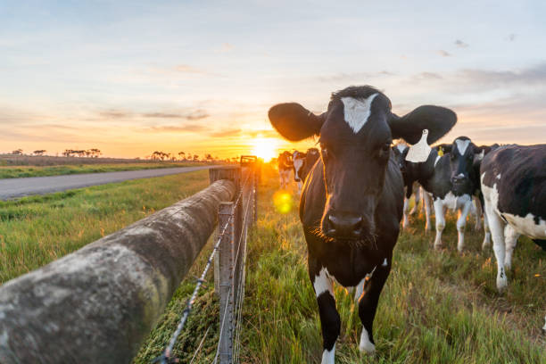 crops and livestock