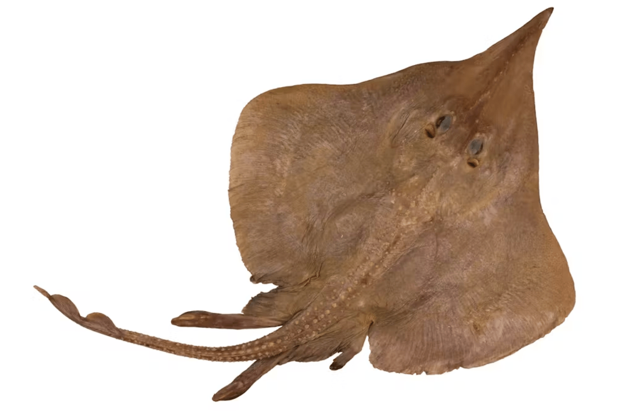 New fish found off Madagascar: remarkable long-nosed skate discovered in the deep ocean