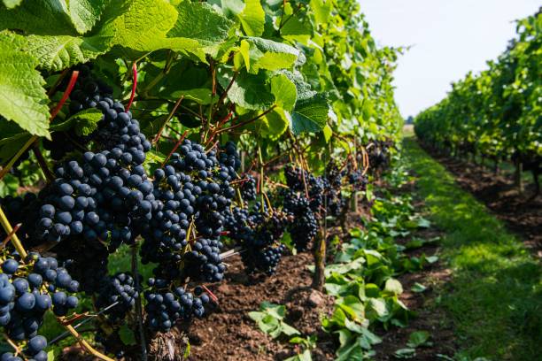 Sweden seeks to be winemaking’s next frontier