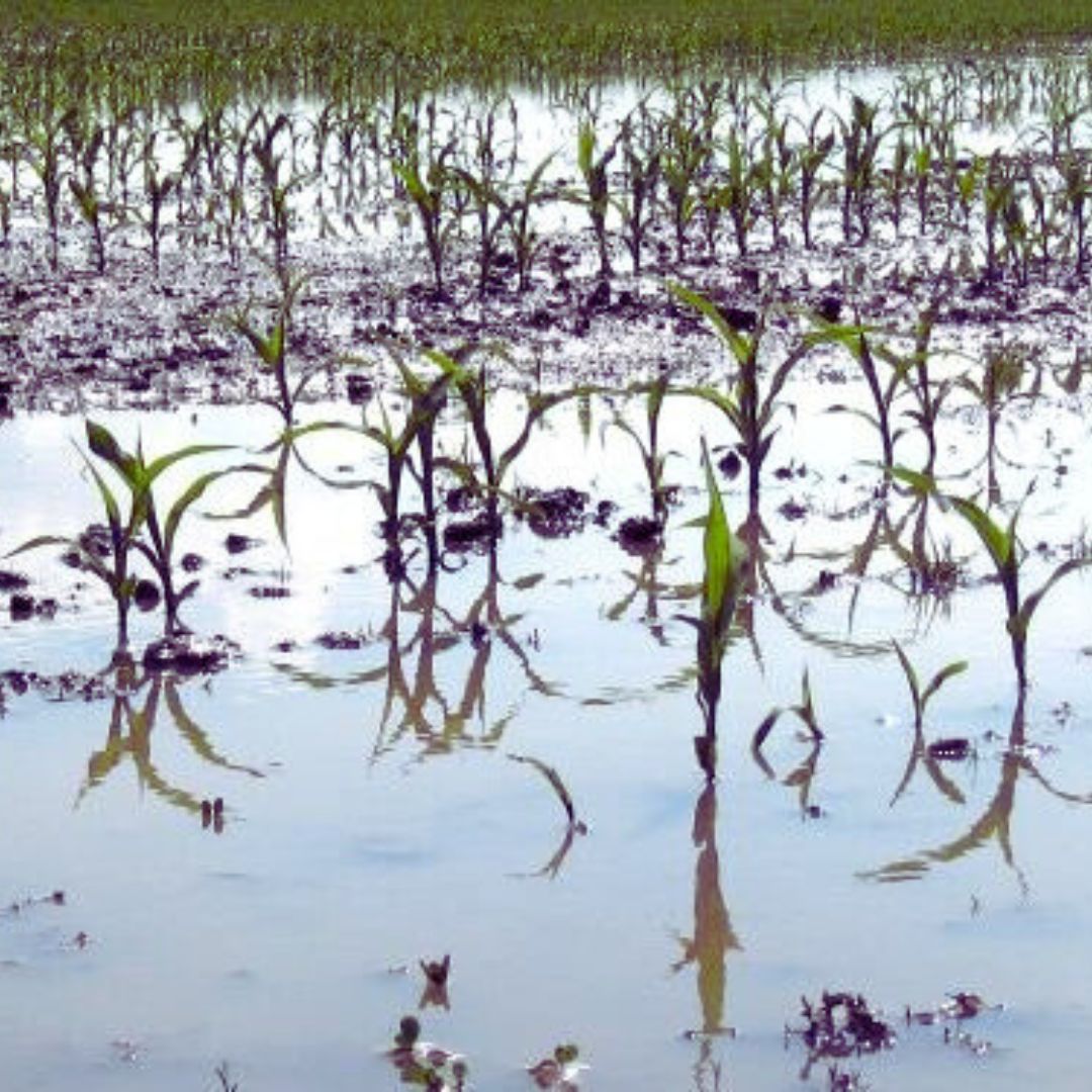 Floods in Nigeria destroy crops for 8.5 million people